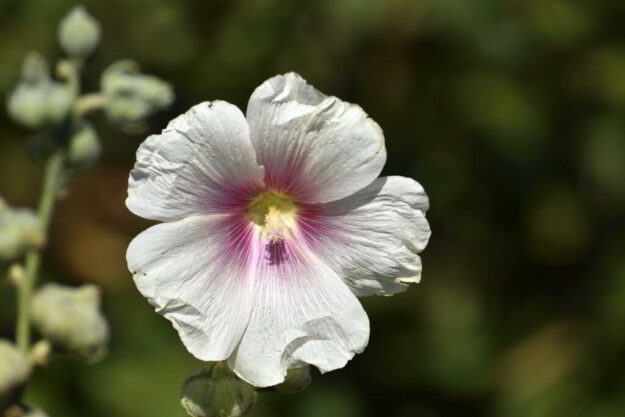 Boschveldtuin_21082020_0011