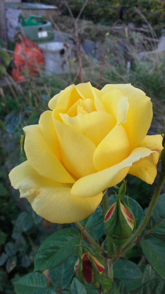 Tuin000003