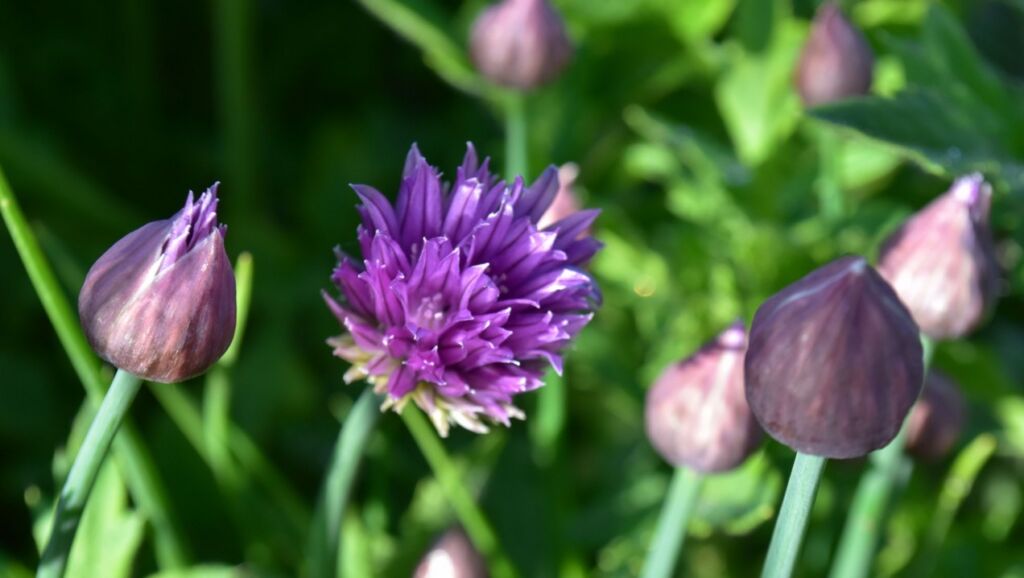 c5f34aa_w1272_dsc0029